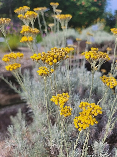Hélichryse / Immortelle italienne