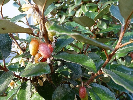 Elaeagnus / Chalef de Ebbing