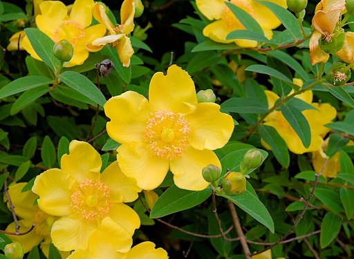 Millepertuis arbustif doré