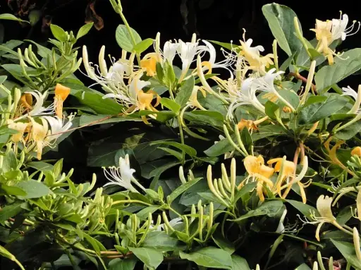 Chèvrefeuille du Japon