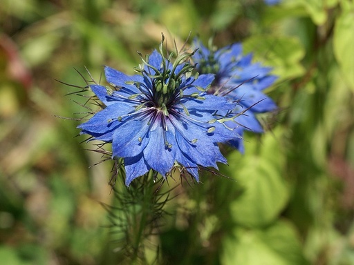 Nigelle de Damas