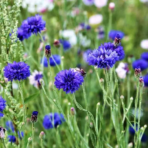 Bleuet 'Blue Boy'
