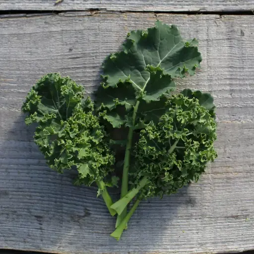 Chou frisé ‘Kale Blue Scotch’