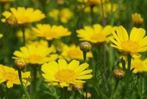 Chrysanthème comestible