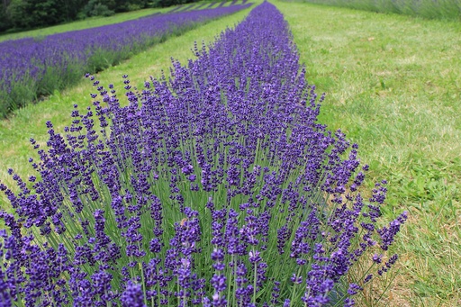 Lavande vraie, officinale