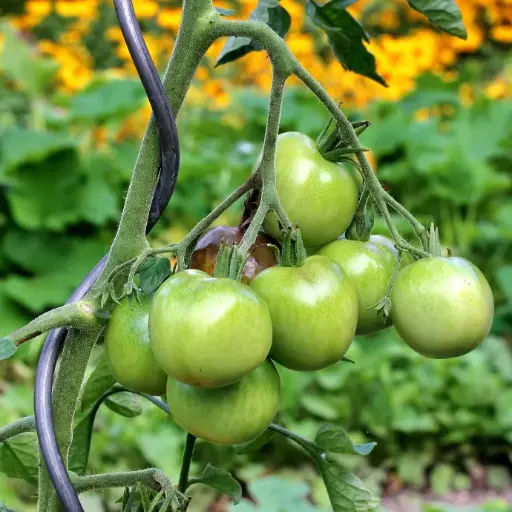 Confiture de tomates vertes