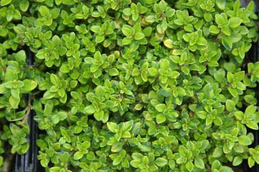 Thym citron