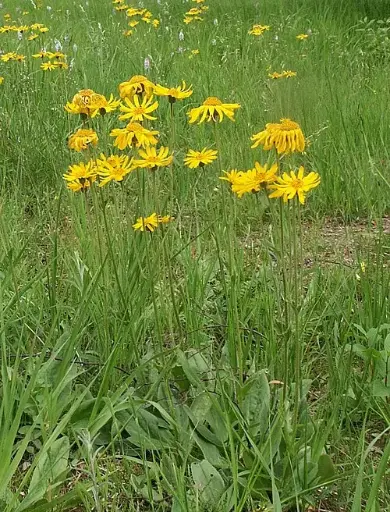 Arnica des montagnes