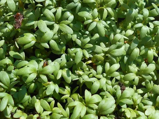 Cresson alénois