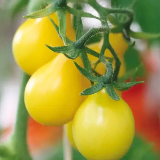 Tomate cerise ‘Poire jaune’