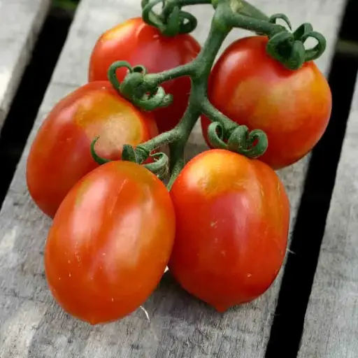 Tomate ‘Cerisette Brin de muguet’