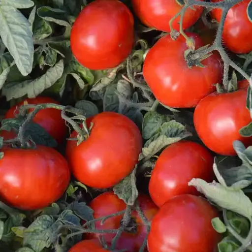 Tomate ‘Betalux’