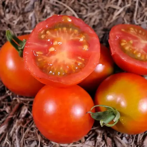 Tomate cerise ‘Cherry Delight’