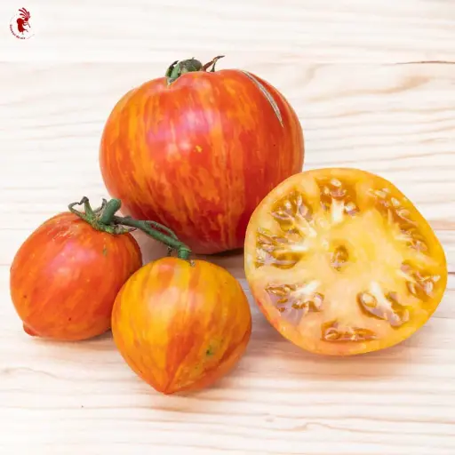 Tomate bigarrée ‘Copia’