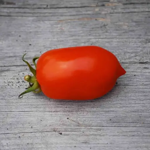 Tomate ‘Roma’