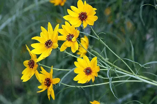 Helianthus ou Soleil vivace 