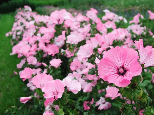 Lavatère à grande fleur 