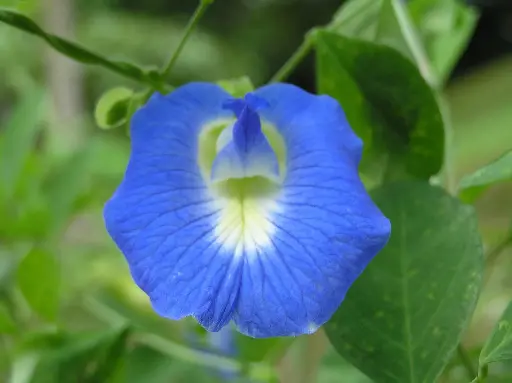 Pois bleu, fleur clitoris 