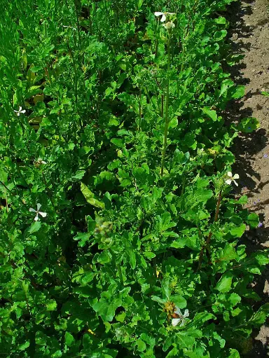 Roquette cultivée