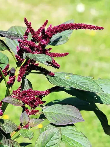 Amarante rouge