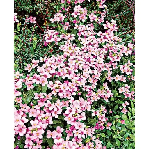 Arabette des Alpes, Corbeille d’argent 