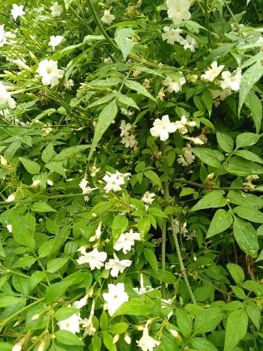 Jasmin blanc, Jasmin officinal