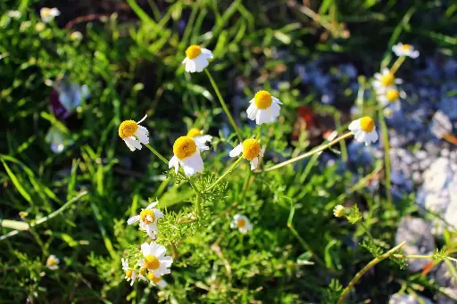 Camomille matricaire