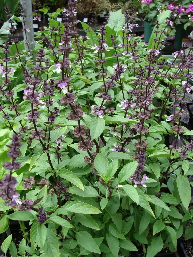 Basilic Thaï