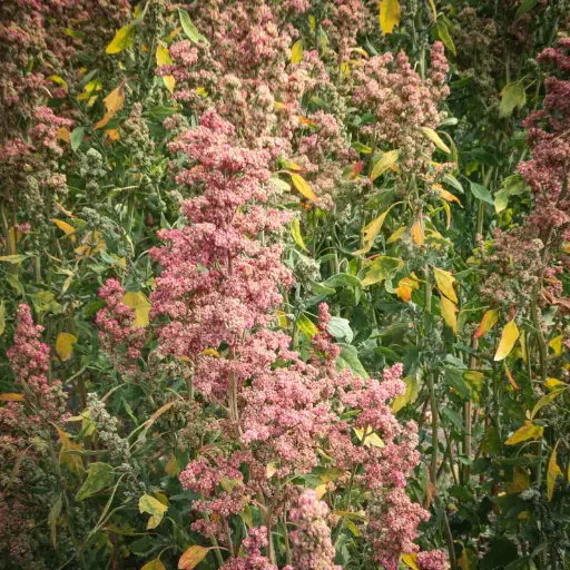 Quinoa