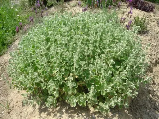 Ballote pseudodictame 