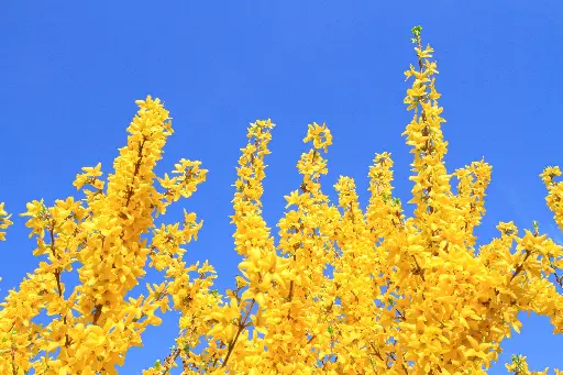 Forsythia, Mimosa de Paris